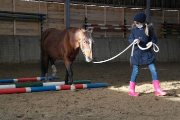 Is mijn paard geschikt als coachpaard? Doe de voorwaardentest!