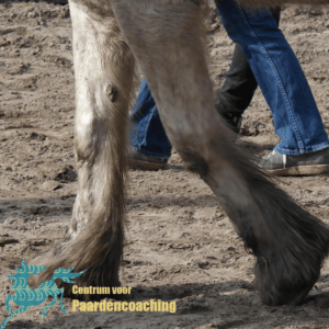 Paard Paarden Paardencoaching Coaching Persoonlijke Ontwikkeling Motivatie Pony Verdriet Blijdschap Verandering Stress Verhaal Loslaten Vertrouwen Emotie PK Ik Samen Leiden Volgen Tijd Maken Lachen Zwanger Zelfinzicht Balans Acceptatie Chronische Pijn Psychologie Automutilatie Praktijkverhaal Metoo #Metoo Boekrecensie Paardentaal Paardenboek Hart TV Coachreis Oefeningen Equiday Dialoog Mens Verlies Verwerking Zelfcompassie Groep Trauma Gevoel Ervaring Coachpaard Positief Denken