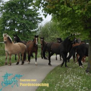Paard Paarden Paardencoaching Coaching Persoonlijke Ontwikkeling Motivatie Pony Verdriet Blijdschap Verandering Stress Verhaal Loslaten Vertrouwen Emotie PK Ik Samen Leiden Volgen Tijd Maken Lachen Zwanger Zelfinzicht Balans Acceptatie Chronische Pijn Psychologie Automutilatie Praktijkverhaal Metoo #Metoo Boekrecensie Paardentaal Paardenboek Hart TV Coachreis Oefeningen Equiday Dialoog Mens Verlies Verwerking Zelfcompassie Groep Trauma Gevoel Ervaring Coachpaard Positief Denken