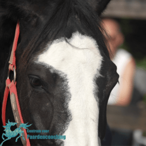 Paard Paarden Paardencoaching Coaching Persoonlijke Ontwikkeling Motivatie Pony Verdriet Blijdschap Verandering Stress Verhaal Loslaten Vertrouwen Emotie PK Ik Samen Leiden Volgen Tijd Maken Lachen Zwanger Zelfinzicht Balans Acceptatie Chronische Pijn Psychologie Automutilatie Praktijkverhaal Metoo #Metoo Boekrecensie Paardentaal Paardenboek Hart TV Coachreis Oefeningen Equiday Dialoog Mens Verlies Verwerking Zelfcompassie Groep Trauma Gevoel Ervaring Coachpaard Positief Denken