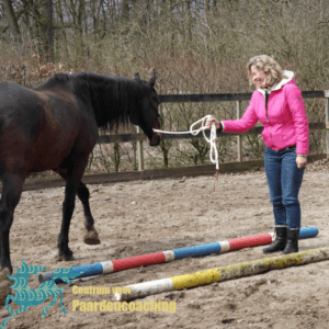 Paard Paarden Paardencoaching  Coaching Persoonlijke Ontwikkeling Motivatie Pony Verdriet Blijdschap Verandering Stress Verhaal Loslaten Vertrouwen Emotie PK Ik Samen Leiden Volgen Tijd Maken Lachen Zwanger Zelfinzicht Balans Acceptatie Chronische Pijn Psychologie Automutilatie Praktijkverhaal Metoo #Metoo Boekrecensie Paardentaal Paardenboek Hart TV Coachreis Oefeningen Equiday Dialoog Mens Verlies Verwerking Zelfcompassie Groep Trauma Gevoel Ervaring Coachpaard Positief Denken