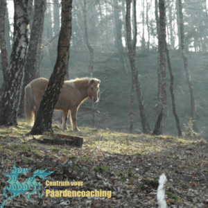 Paard Paarden Paardencoaching  Coaching Persoonlijke Ontwikkeling Motivatie Pony Verdriet Blijdschap Verandering Stress Verhaal Loslaten Vertrouwen Emotie PK Ik Samen Leiden Volgen Tijd Maken Lachen Zwanger Zelfinzicht Balans Acceptatie Chronische Pijn Psychologie Automutilatie Praktijkverhaal Metoo #Metoo Boekrecensie Paardentaal Paardenboek Hart TV Coachreis Oefeningen Equiday Dialoog Mens Verlies Verwerking Zelfcompassie Groep Trauma Gevoel Ervaring Coachpaard Positief Denken