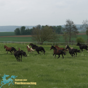 Kudde paarden