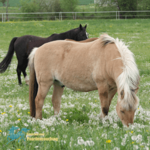 paardencoaching weiland met paarden