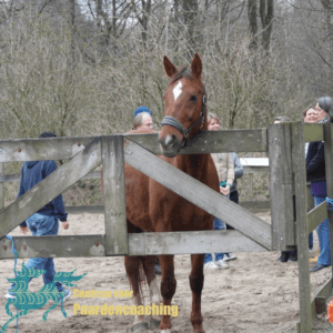 Paard Paarden Paardencoaching  Coaching Persoonlijke Ontwikkeling Motivatie Pony Verdriet Blijdschap Verandering Stress Verhaal Loslaten Vertrouwen Emotie PK Ik Samen Leiden Volgen Tijd Maken Lachen Zwanger Zelfinzicht Balans Acceptatie Chronische Pijn Psychologie Automutilatie Praktijkverhaal Metoo #Metoo Boekrecensie Paardentaal Paardenboek Hart TV Coachreis Oefeningen Equiday Dialoog Mens Verlies Verwerking Zelfcompassie Groep Trauma Gevoel Ervaring Coachpaard Positief Denken