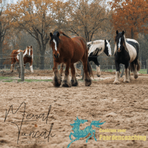 Paard Paarden Paardencoaching  Coaching Persoonlijke Ontwikkeling Motivatie Pony Verdriet Blijdschap Verandering Stress Verhaal Loslaten Vertrouwen Emotie PK Ik Samen Leiden Volgen Tijd Maken Lachen Zwanger Zelfinzicht Balans Acceptatie Chronische Pijn Psychologie Automutilatie Praktijkverhaal Metoo #Metoo Boekrecensie Paardentaal Paardenboek Hart TV Coachreis Oefeningen Equiday Dialoog Mens Verlies Verwerking Zelfcompassie Groep Trauma Gevoel Ervaring Coachpaard Positief Denken