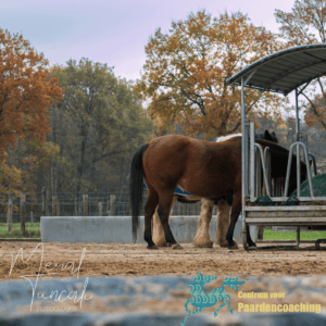 Paard Paarden Paardencoaching Coaching Persoonlijke Ontwikkeling Motivatie Pony Verdriet Blijdschap Verandering Stress Verhaal Loslaten Vertrouwen Emotie PK Ik Samen Leiden Volgen Tijd Maken Lachen Zwanger Zelfinzicht Balans Acceptatie Chronische Pijn Psychologie Automutilatie Praktijkverhaal Metoo #Metoo Boekrecensie Paardentaal Paardenboek Hart TV Coachreis Oefeningen Equiday Dialoog Mens Verlies Verwerking Zelfcompassie Groep Trauma Gevoel Ervaring Coachpaard Positief Denken