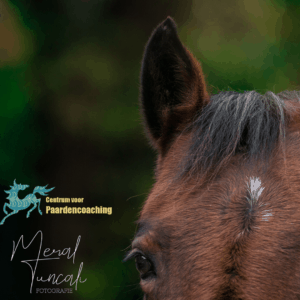 Paard Paarden Paardencoaching Coaching Persoonlijke Ontwikkeling Motivatie Pony Verdriet Blijdschap Verandering Stress Verhaal Loslaten Vertrouwen Emotie PK Ik Samen Leiden Volgen Tijd Maken Lachen Zwanger Zelfinzicht Balans Acceptatie Chronische Pijn Psychologie Automutilatie Praktijkverhaal Metoo #Metoo Boekrecensie Paardentaal Paardenboek Hart TV Coachreis Oefeningen Equiday Dialoog Mens Verlies Verwerking Zelfcompassie Groep Trauma Gevoel Ervaring Coachpaard Positief Denken