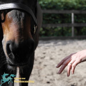 Paard Paarden Paardencoaching  Coaching Persoonlijke Ontwikkeling Motivatie Pony Verdriet Blijdschap Verandering Stress Verhaal Loslaten Vertrouwen Emotie PK Ik Samen Leiden Volgen Tijd Maken Lachen Zwanger Zelfinzicht Balans Acceptatie Chronische Pijn Psychologie Automutilatie Praktijkverhaal Metoo #Metoo Boekrecensie Paardentaal Paardenboek Hart TV Coachreis Oefeningen Equiday Dialoog Mens Verlies Verwerking Zelfcompassie Groep Trauma Gevoel Ervaring Coachpaard Positief Denken