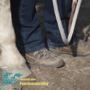 Paard Paarden Paardencoaching  Coaching Persoonlijke Ontwikkeling Motivatie Pony Verdriet Blijdschap Verandering Stress Verhaal Loslaten Vertrouwen Emotie PK Ik Samen Leiden Volgen Tijd Maken Lachen Zwanger Zelfinzicht Balans Acceptatie Chronische Pijn Psychologie Automutilatie Praktijkverhaal Metoo #Metoo Boekrecensie Paardentaal Paardenboek Hart TV Coachreis Oefeningen Equiday Dialoog Mens Verlies Verwerking Zelfcompassie Groep Trauma Gevoel Ervaring Coachpaard Positief Denken