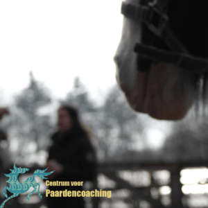 Paard Paarden Paardencoaching Coaching Persoonlijke Ontwikkeling Motivatie Pony Verdriet Blijdschap Verandering Stress Verhaal Loslaten Vertrouwen Emotie PK Ik Samen Leiden Volgen Tijd Maken Lachen Zwanger Zelfinzicht Balans Acceptatie Chronische Pijn Psychologie Automutilatie Praktijkverhaal Metoo #Metoo Boekrecensie Paardentaal Paardenboek Hart TV Coachreis Oefeningen Equiday Dialoog Mens Verlies Verwerking Zelfcompassie Groep Trauma Gevoel Ervaring Coachpaard Positief Denken