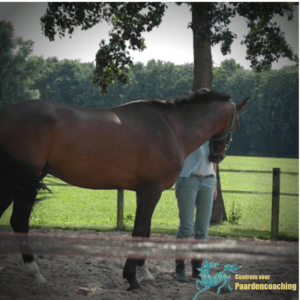 Paard Paarden Paardencoaching  Coaching Persoonlijke Ontwikkeling Motivatie Pony Verdriet Blijdschap Verandering Stress Verhaal Loslaten Vertrouwen Emotie PK Ik Samen Leiden Volgen Tijd Maken Lachen Zwanger Zelfinzicht Balans Acceptatie Chronische Pijn Psychologie Automutilatie Praktijkverhaal Metoo #Metoo Boekrecensie Paardentaal Paardenboek Hart TV Coachreis Oefeningen Equiday Dialoog Mens Verlies Verwerking Zelfcompassie Groep Trauma Gevoel Ervaring Coachpaard Positief Denken