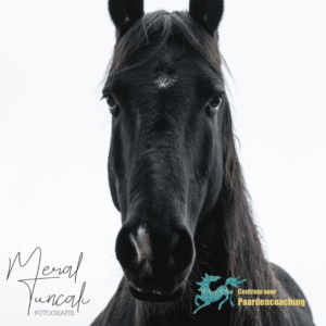 coachpaard, paardencoaching