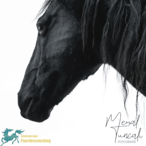 Paardencoaching grenzen aangeven