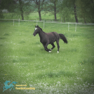 paardencoaching